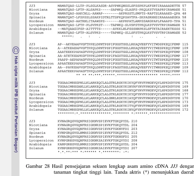 Gambar 28 Hasil pensejajaran sekuen lengkap asam amino cDNA JJ3  dengan  tanaman tingkat tinggi lain