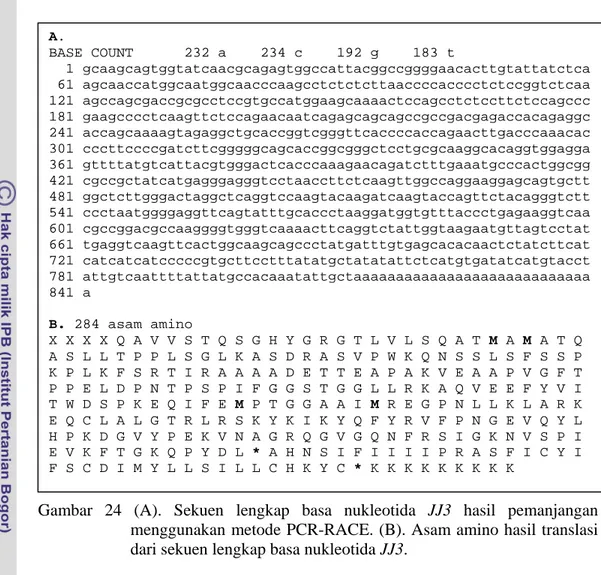 Gambar 24 (A). Sekuen lengkap basa nukleotida JJ3 hasil pemanjangan  menggunakan metode PCR-RACE