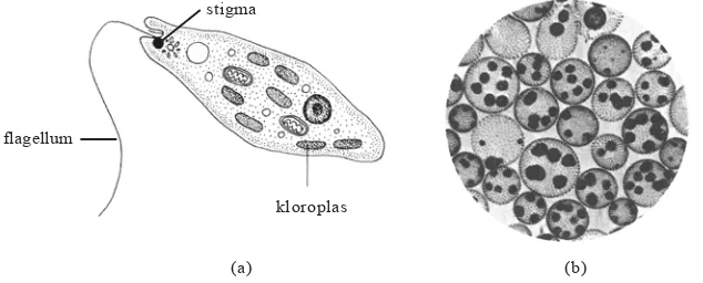 Tabel 4.1 Zooflagellata pada hewan dan manusia.