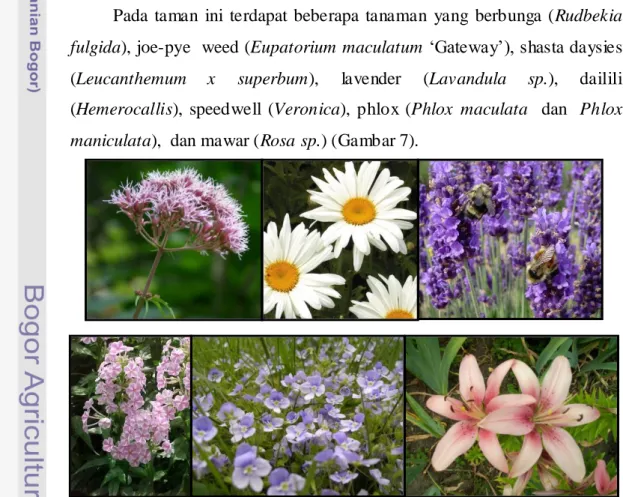 Gambar  7.  Tanaman-tanaman  yang  terdapat  pada  Cottage Garden:  joe-pye   weed  (Eupatorium  maculatum  ‘Gateway’)  (kiri  atas),  shasta  daysies 