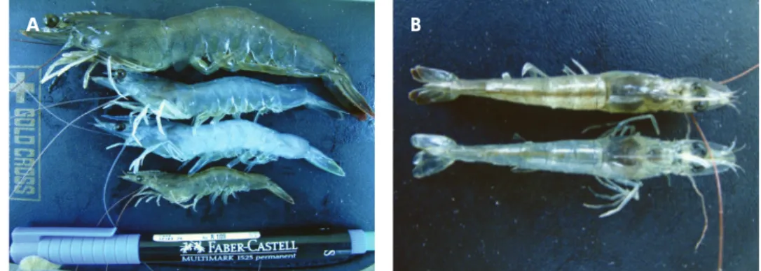 Figure 1. Samples of  L. vannamei  shrimp with symptoms of white shrimp color (opaque) and stunted (A), necrosia accompanied on the tail and (B)