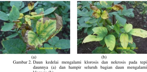 Gambar 2. Daun  kedelai  mengalami  klorosis  dan  nekrosis  pada  tepi daunnya  (a)  dan  hampir  seluruh  bagian  daun  mengalami klorosis (b)