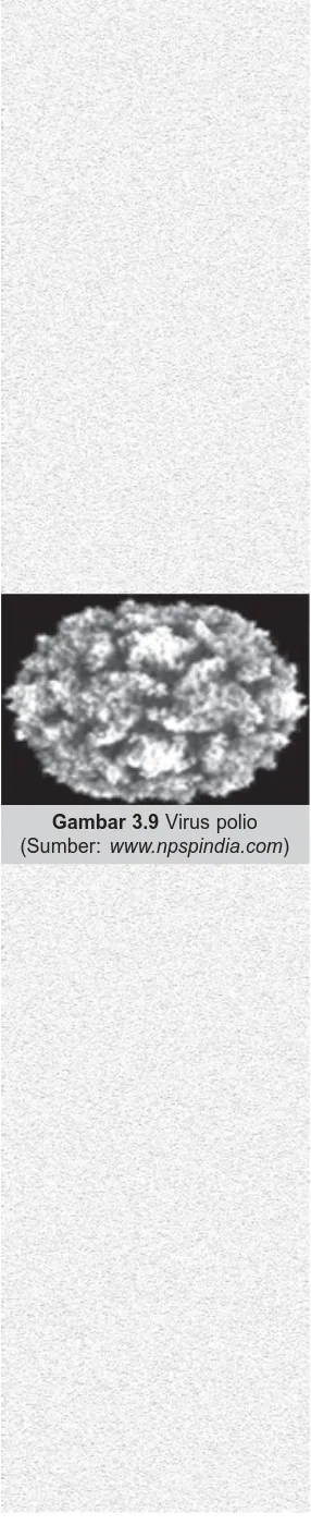 Gambar 3.9 Virus polio(Sumber: www.npspindia.com