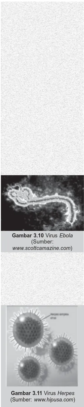 Gambar 3.10 Virus Ebola(Sumber: