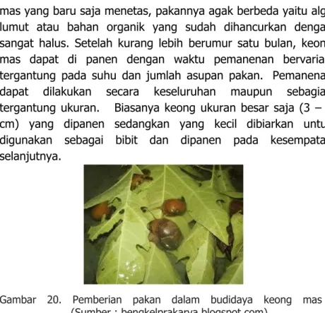 Gambar  20.  Pemberian  pakan  dalam  budidaya  keong  mas             (Sumber : bengkelprakarya.blogspot.com) 