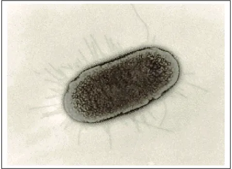 Gambar 1. Morfologi E. coli  Sumber: N ATARO  dan K APER  (1998) 