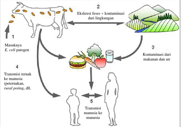 Gambar 3. Food borne disease E. coli O157:H7   Sumber: S CIEH  (2001)  Transmisi  manusia ke manusia Masuknya E