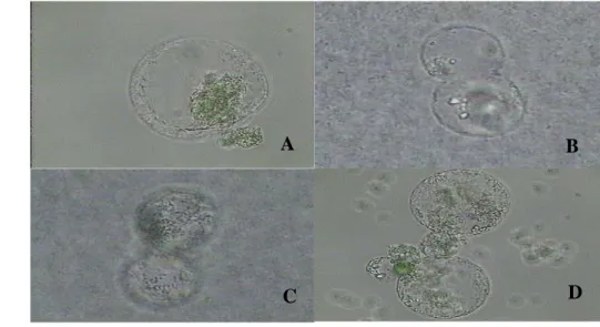 Gambar 24. Pembentukan dinding sel dan proses pembelahan sel (A=protoplas yang  telah meregenerasi dinding selnya secara sempurna, B=  awal  pembelahan sel, C= akhir pembelahan sel dan D= sel baru hasil  pembelahan)