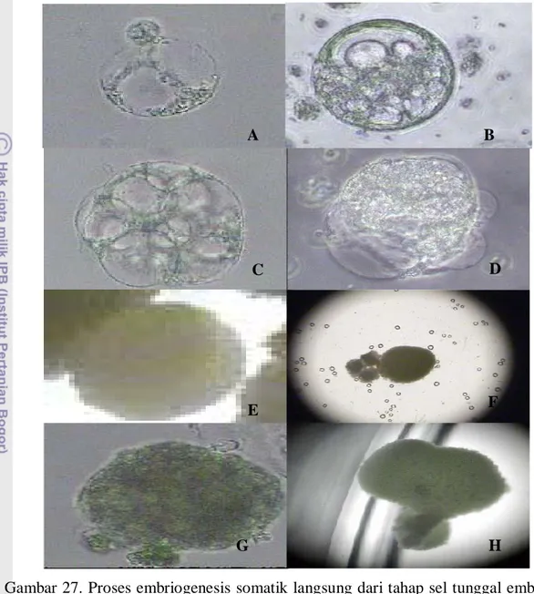 Gambar 27. Proses embriogenesis somatik langsung dari tahap sel tunggal embryoid  hasil fusi antara jeruk siam Simadu dengan mandarin Satsuma sampai  menjadi plantlet pada media MW (