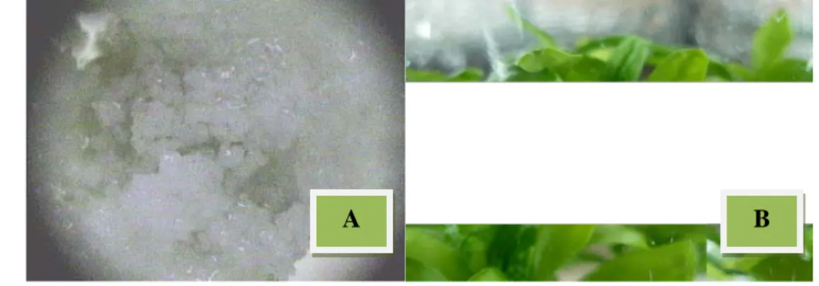 Gambar  19.  Penampakan kalus embriogenik dan daun in vitro  yang digunakan  sebagai sumber protoplas (A= kalus embriogenik dari jeruk siam  Simadu dan B= daun  in vitro dari jeruk mandarin Satsuma)