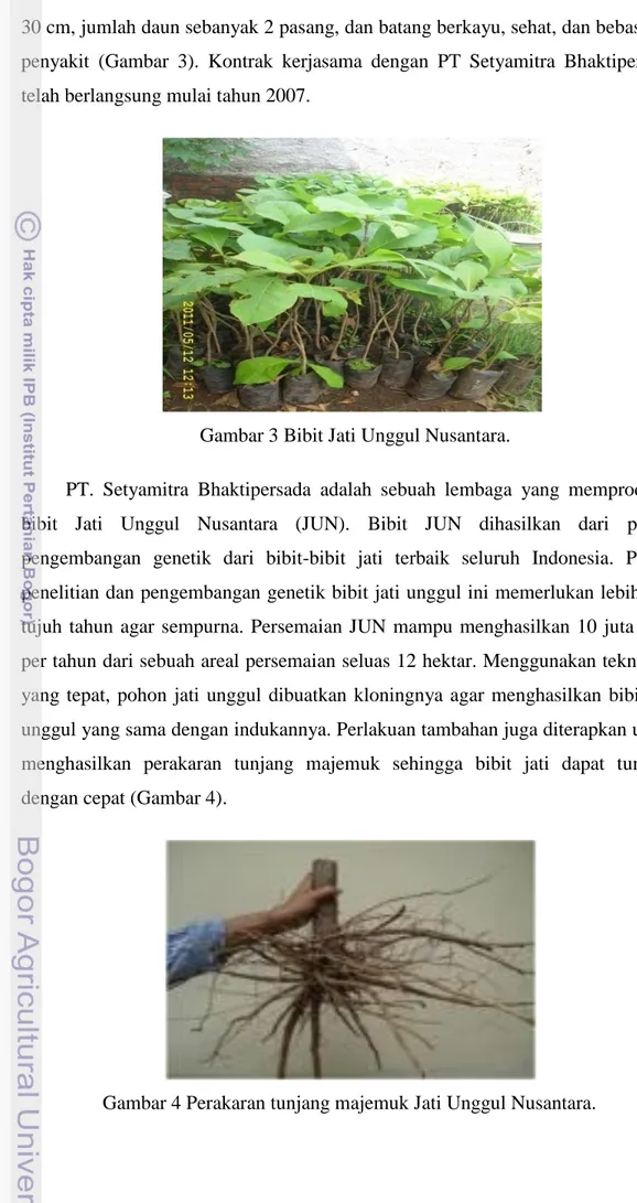 Gambar 3 Bibit Jati Unggul Nusantara. 