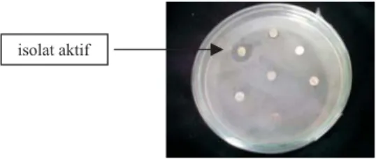 Gambar 1. Contoh Hasil Uji Aktivitas Isolat Actinomycetes Terhadap Mikroba Uji Blok isolat aktif ditunjukkan dengan adanya zone