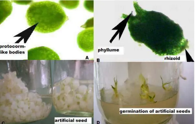 Gambar 2. A. protocorm like bodies yang dinduksi dari biji Dendrobium candidum; B. tudung  pillopodium yang berkembang dari kotiledon; C