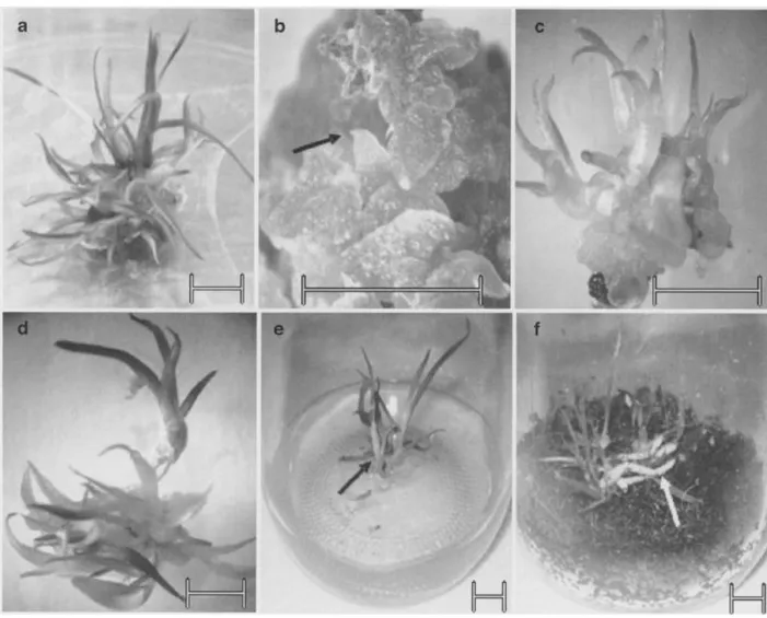 Gambar 4. Perkembangan PLB tanaman anggrek Encyclia mariae pada kondisi in vitro  (Diaz dan Alvarez, 2009)