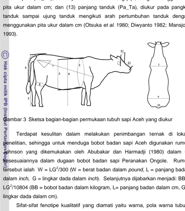 Gambar 3 Sketsa bagian-bagian permukaan tubuh sapi Aceh yang diukur
