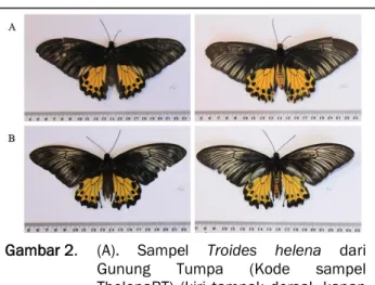 Gambar 1.  Hasil amplifikasi fragmen gen COI dari  sampel  kupu-kupu  Troides  helena  di  lokasi  yang  berbeda  menggunakan  primer Lep F1 dan Lep R1