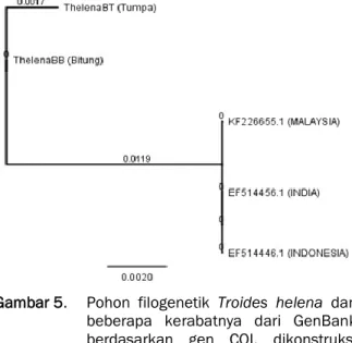Gambar 5.  Pohon  filogenetik  Troides  helena  dan  beberapa  kerabatnya  dari  GenBank  berdasarkan  gen  COI,  dikonstruksi  menggunakan  metode   Neighbor-Joining memperlihatkan skala laju unit  substitusi basa 0.0020