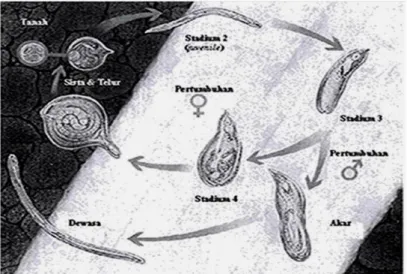Gambar 2.6 Siklus Hidup Nematoda Globodera rostochiensis (Ferris, 2008) 