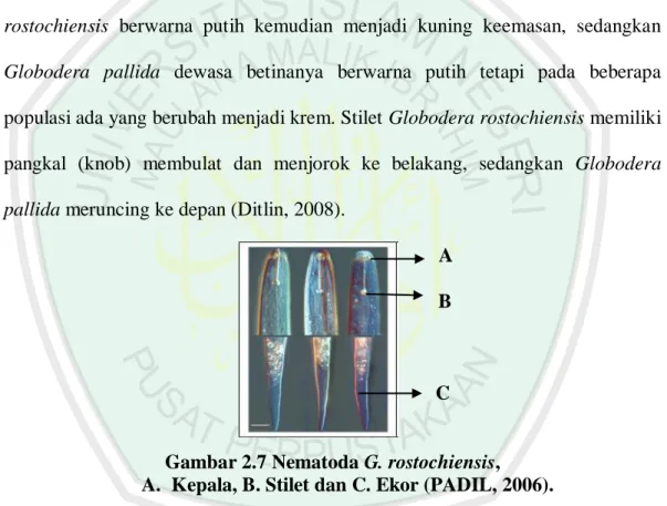 Gambar 2.7 Nematoda G. rostochiensis,   A.  Kepala, B. Stilet dan C. Ekor (PADIL, 2006)