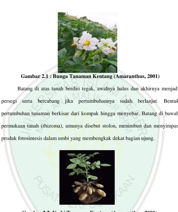 Gambar 2.1 : Bunga Tanaman Kentang (Amaranthus, 2001) 
