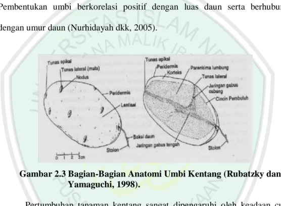 Gambar 2.3 Bagian-Bagian Anatomi Umbi Kentang (Rubatzky dan  Yamaguchi, 1998). 