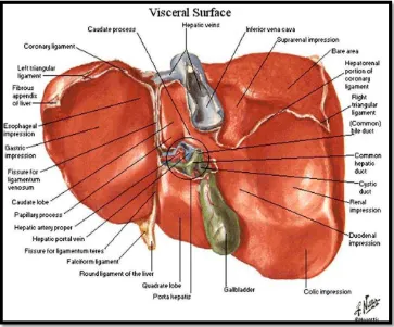 Gambar 3. Anatomi hepar pandangan anterior (Hansen dan Lambert, 2005) 