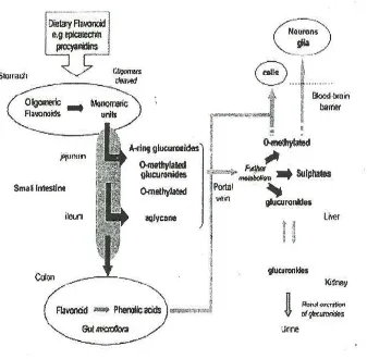 Gambar 8.  Bagan metabolisme dan konjugasi flavonoid dalam tubuh  (Spencer, 2003) 