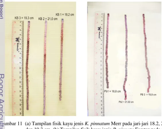 Gambar 11  (a) Tampilan fisik kayu jenis K. pinnatum Merr pada jari-jari 18.2, 21.0,  dan 19.3 cm, (b) Tampilan fisik kayu jenis P