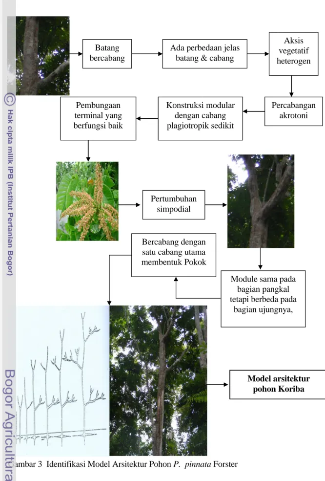 Gambar 3  Identifikasi Model Arsitektur Pohon P.  pinnata Forster 