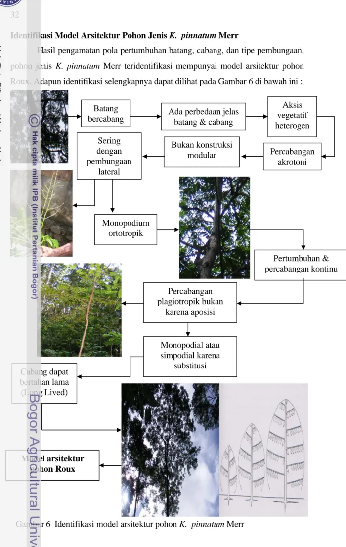 Gambar 6  Identifikasi model arsitektur pohon K.  pinnatum Merr 