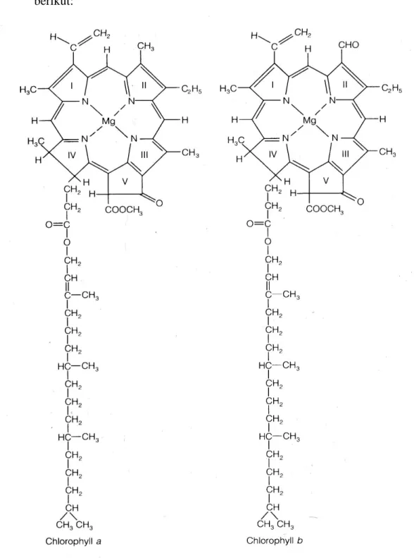 Gambar 6.  Struktur kimia klorofil a dan klorofil b ( Taiz dan Zeiger,  1991). 