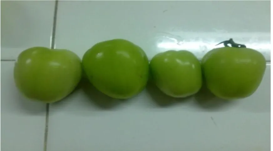 Gambar 2. Tomat biasa atau tomat buah (Koleksi Pribadi, 2011). 