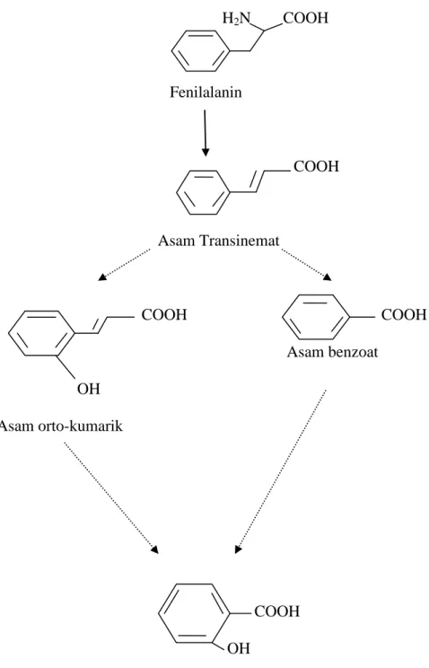 Gambar 4. Lintasan biosintesis asam salisilat (Yalpani, 1993) 