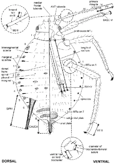 Gambar 1  Diagram ilustrasi dari imago kutudaun pada bagian dorsal dan ventral. 