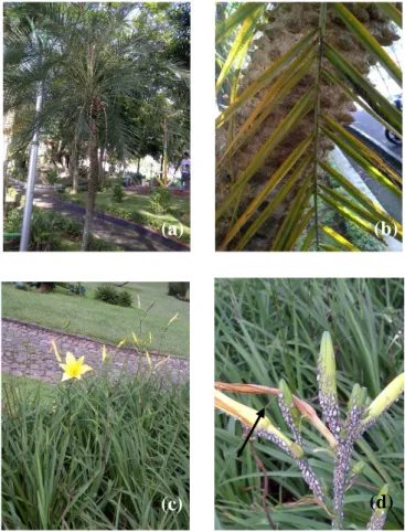 Gambar  4    Gejala  kerusakan  yang  ditimbulkan  oleh  kutudaun;  tanaman  palem  puniks (a), gejala kerusakan berupa daun menguning (b), tanaman lili  (c), dan gejala kerusakan berupa layu pada kuncup bunga (d)