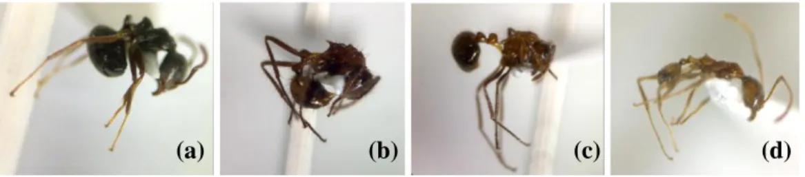 Gambar  5    Jenis  semut  yang  berasosiasi  dengan  kutudaun;  D.  thoracicus  (a),  Lepisiota sp
