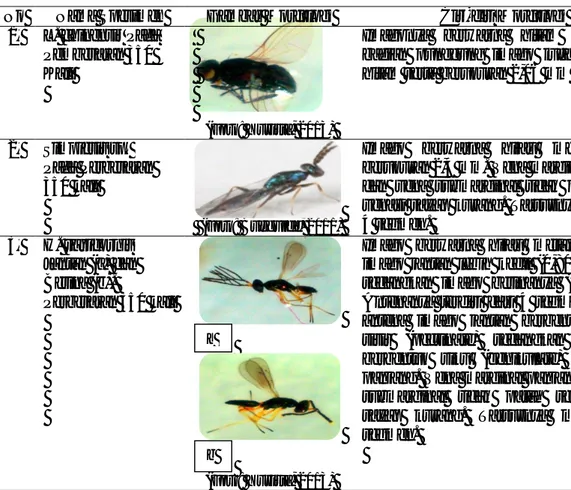 Tabel 4. Ciri-ciri Morfologi L. chinensis dan Masing-Masing Parasitoidnya. 