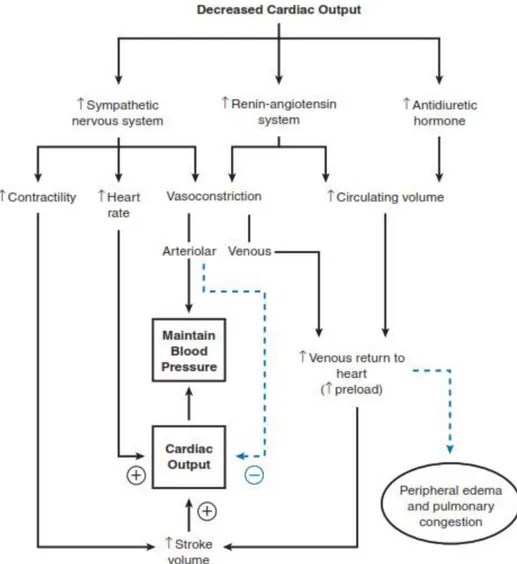 Gambar 2.10. Mekanisme kompensasi neurohormonal yang terjadi sebagai respon  terhadap penurunan curah jantung (Lilly, 2011)