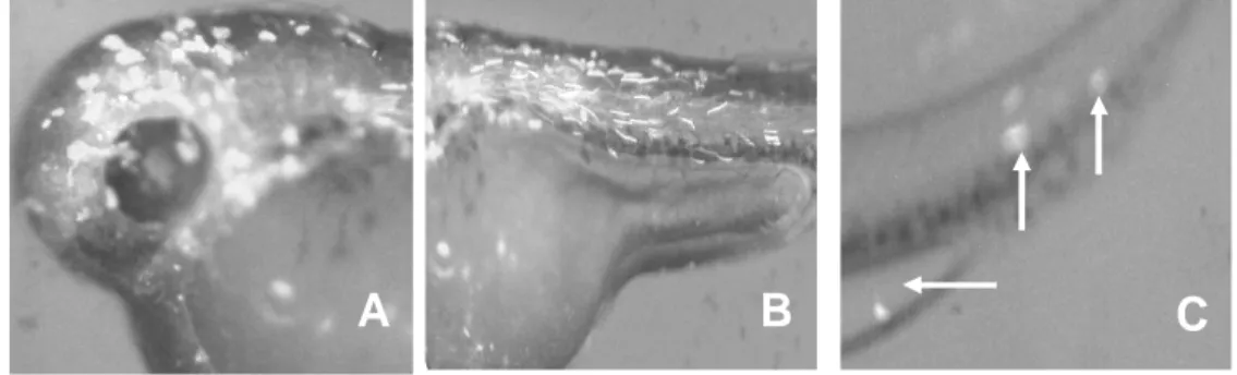 Gambar 6.  Ekspresi gen GFP  menggunakan promoten β-aktin ikan  medaka (mkBA) pada embrio ikan  mas  pada kepala (A), otot (B), dan ekor (C)