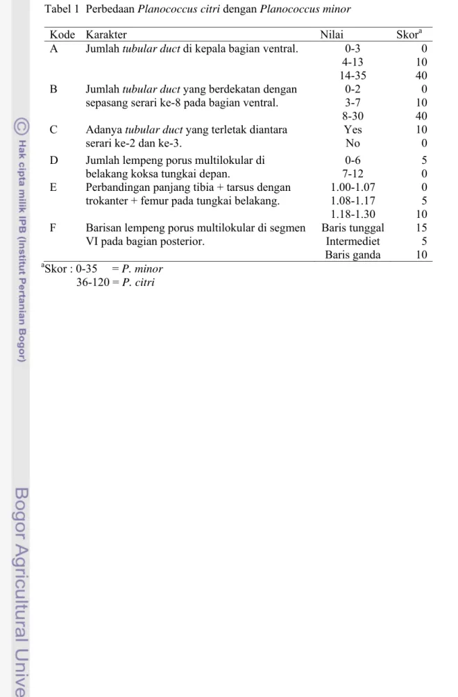 Tabel 1  Perbedaan Planococcus citri dengan Planococcus minor 