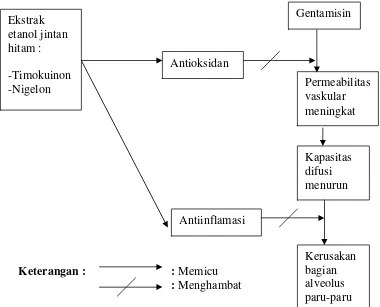 Gambar 1. Kerangka teori efek protektif ekstrak jintan hitam terhadap alveolusparu yang diinduksi gentamisin.