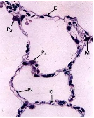 Gambar 4. Histologi alveolus paru-paru (Anonim, 2009).