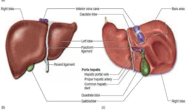 Gambar 5. Anatomi hepar dilihat dari (b) anterior dan (c) inferior (Saladin, 2003)  