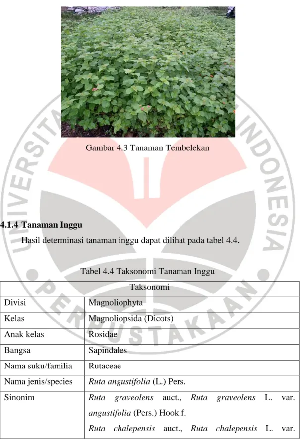 Gambar tanaman tembelekan yang dianalisis dapat diihat pada gambar 4.3. 