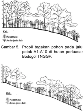 Gambar 6.  Propil tegakan pohon pada jalur  petak A-J di hutan perluasan Bodogol  TNGGP.