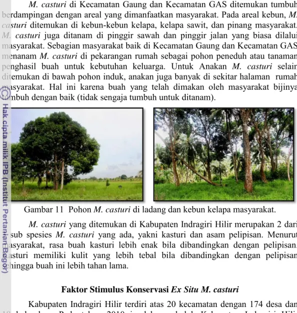 Gambar 11  Pohon M. casturi di ladang dan kebun kelapa masyarakat. 