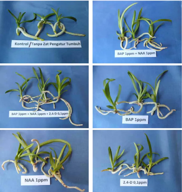 Gambar 7.  Pertumbuhan  planlet  anggrek  Mokara dalam berbagai konsentrasi auksin dan sitokinin  (The growth of Mokara orchid plantlet in several concentration of auxin and cytokinin)