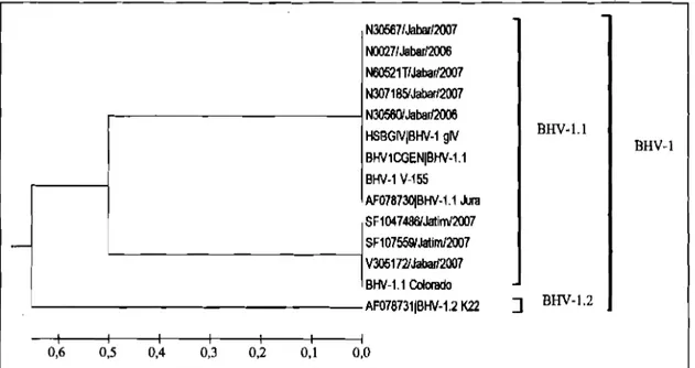 Gambar 3. Analisis  Phylogenetic tree  terhadap urutan asam amino pada fragrnen gen  gD  BHV-I 