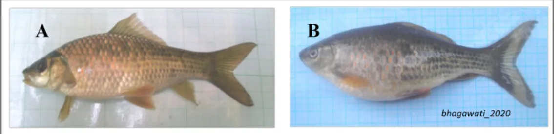 Gambar 5 . Induk Ikan nilem Jantan (A) dan betina (B) 