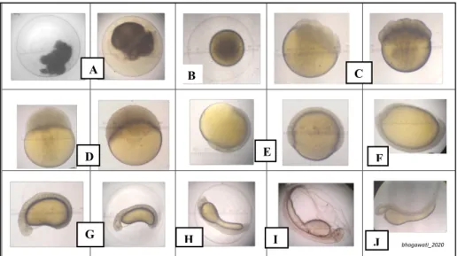 Gambar 6. Perkembangan embriogenesis ikan Nilem (O. hasselti C.V) 